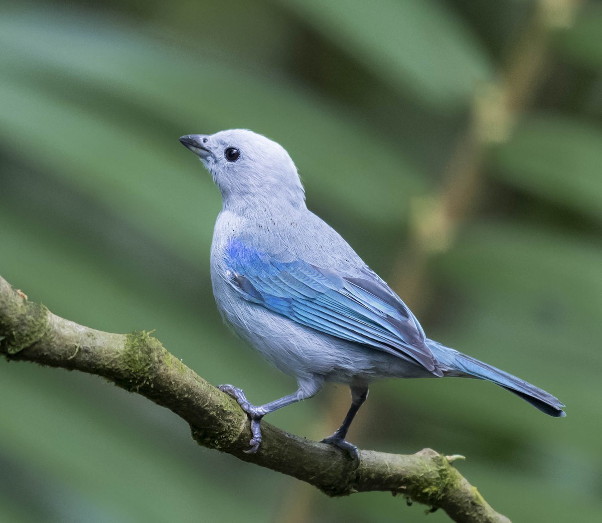 Blue-gray Tanager - ML169936161