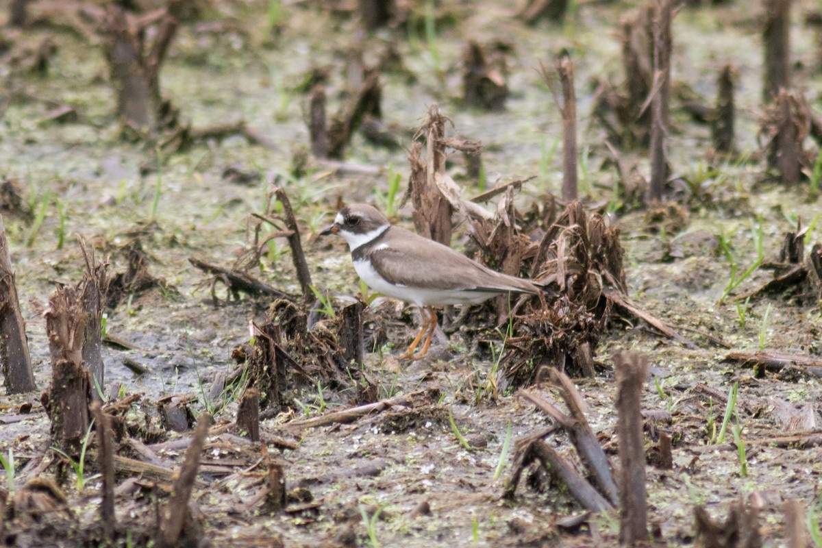 Semipalmated Plover - ML169936411