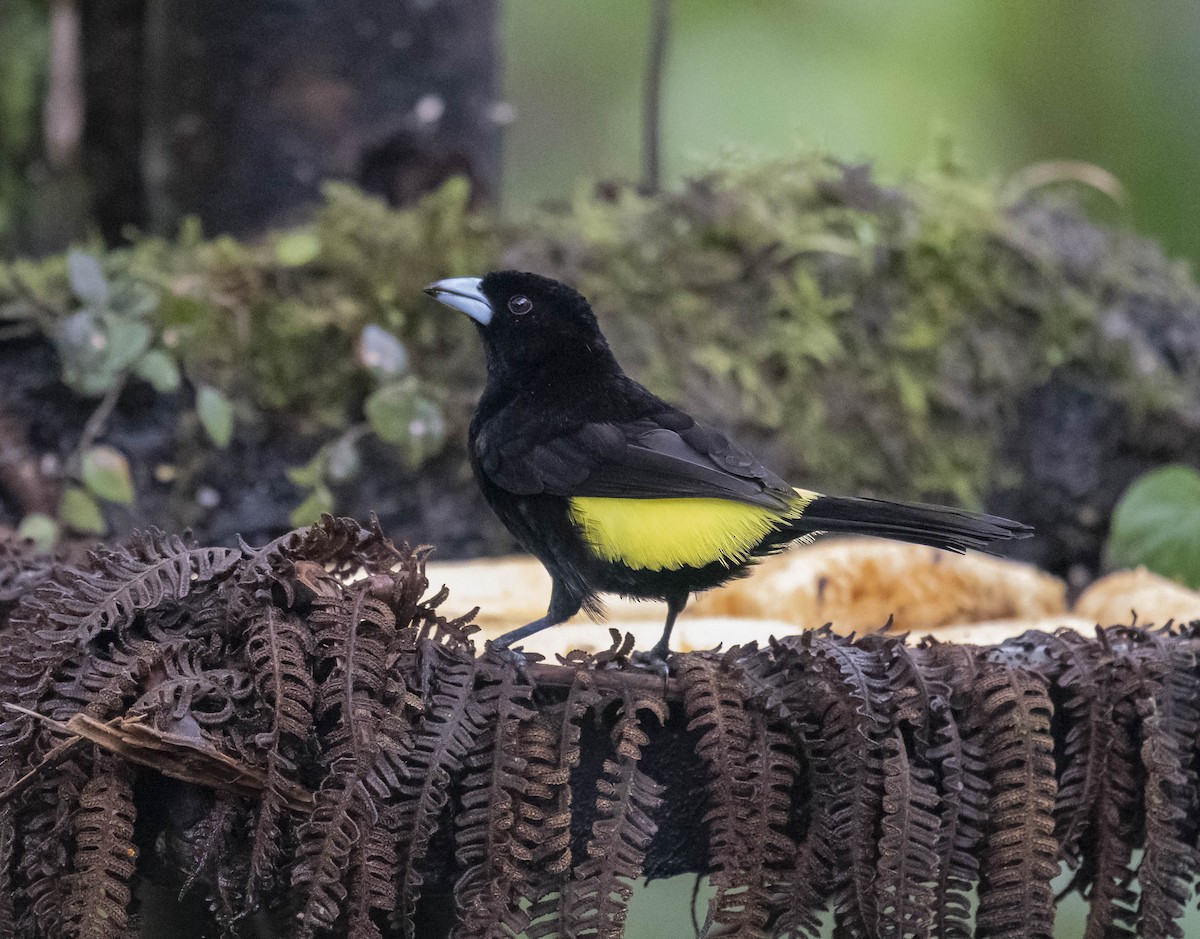 Flame-rumped Tanager - ML169937651