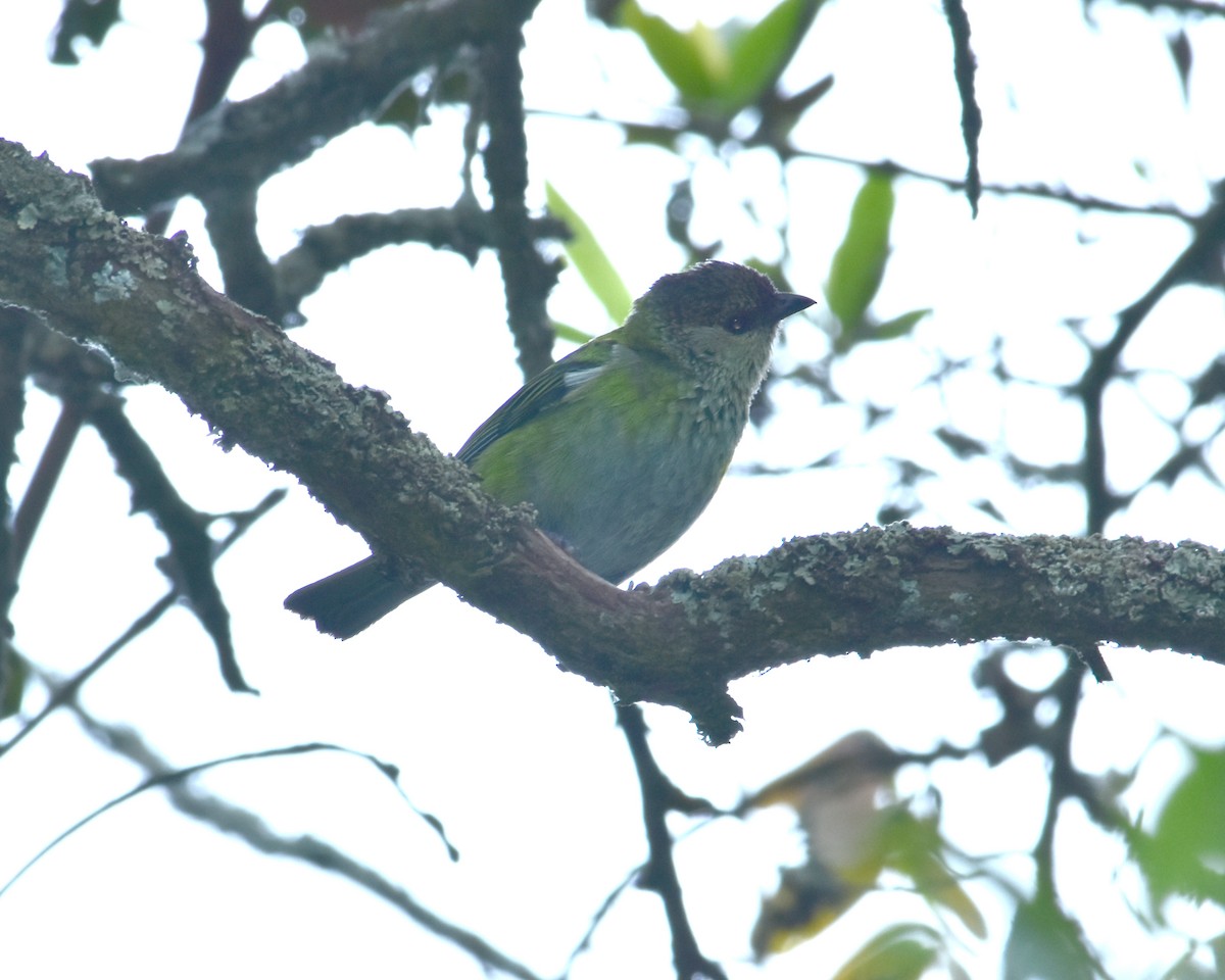 Black-capped Tanager - ML169938341