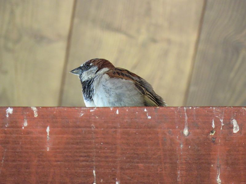 House Sparrow - ML169938661