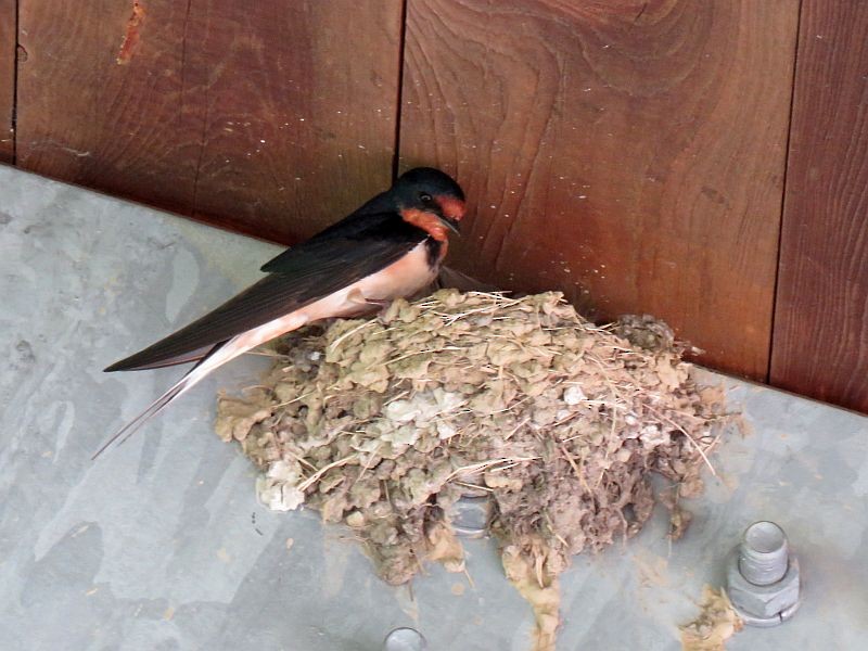 Barn Swallow - Tracy The Birder