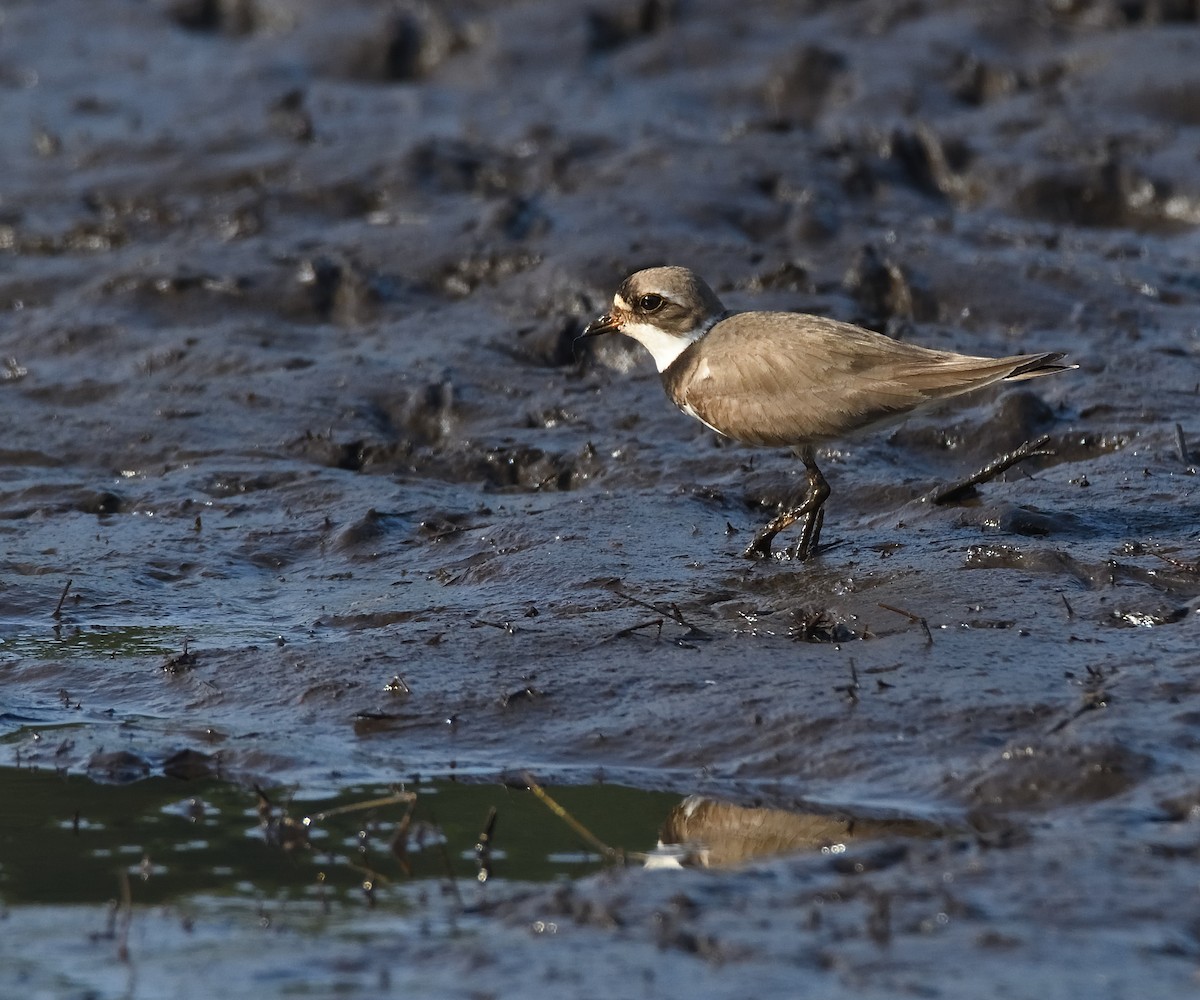 Semipalmated Plover - Dorrie Holmes
