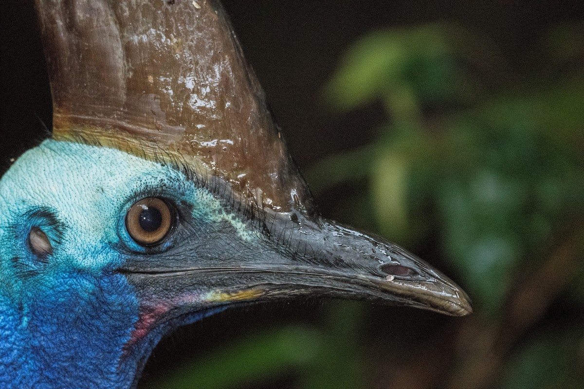 Southern Cassowary - Terence Alexander
