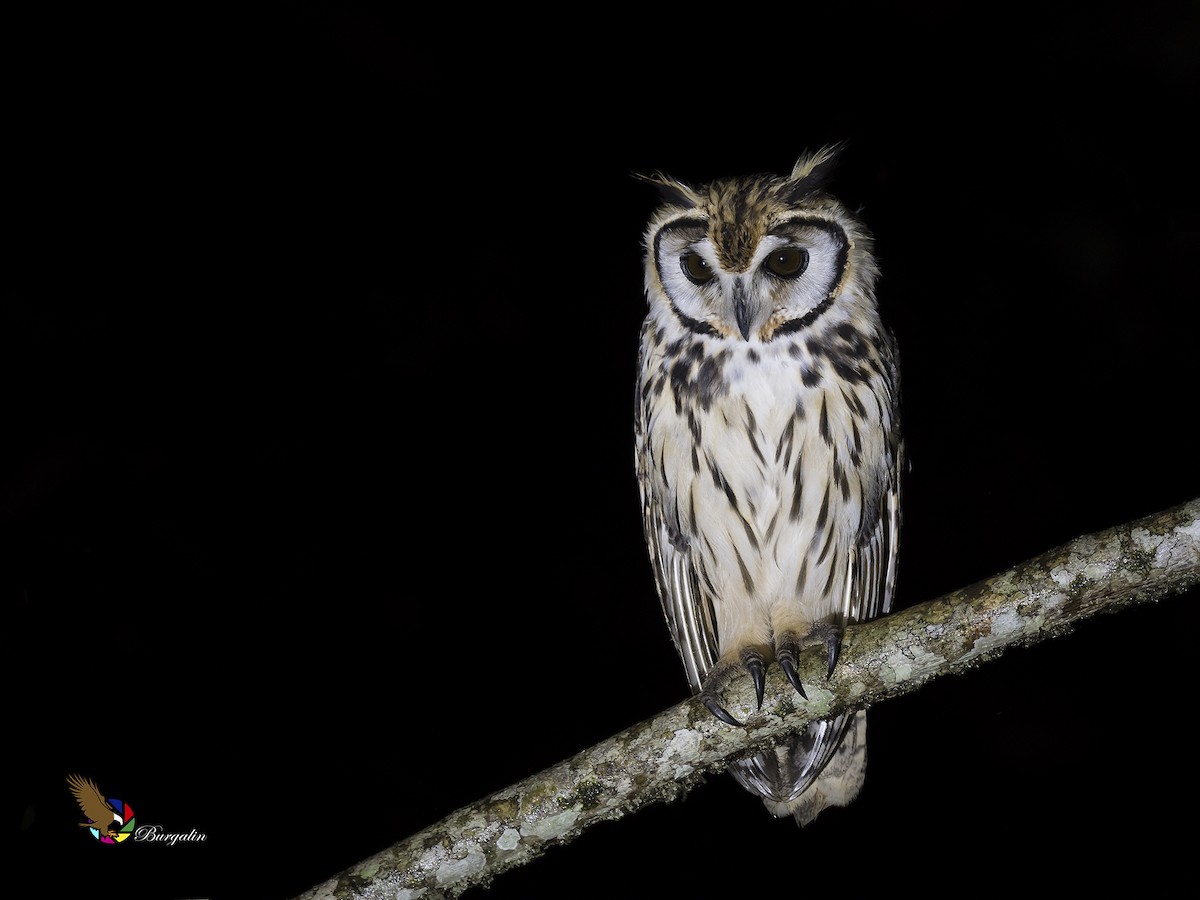 Striped Owl - fernando Burgalin Sequeria