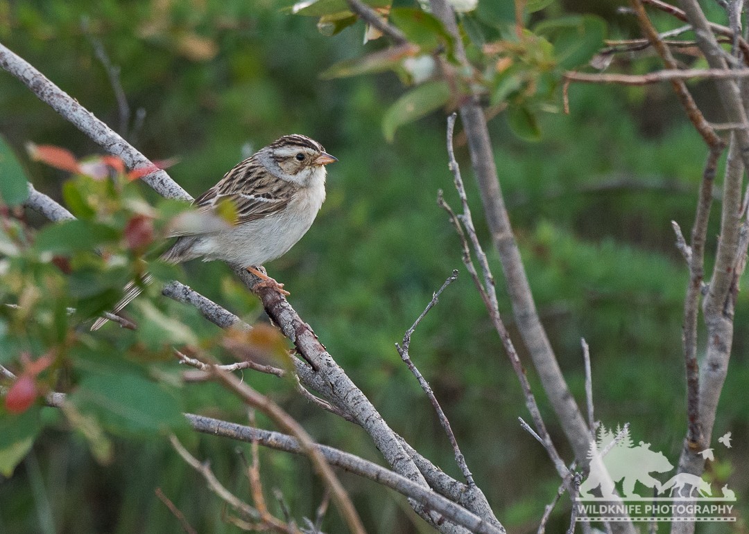 Clay-colored Sparrow - ML169946611