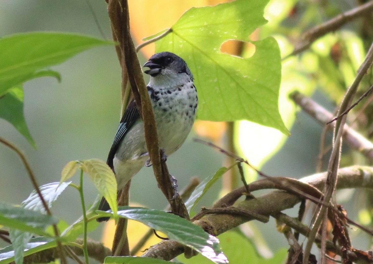 Azure-rumped Tanager - ML169946771