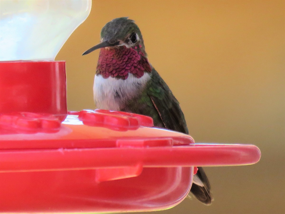Broad-tailed Hummingbird - Suzanne Odum