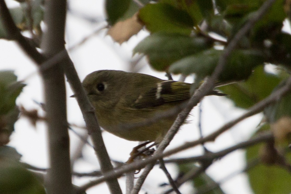 Ruby-crowned Kinglet - Lindy Fung