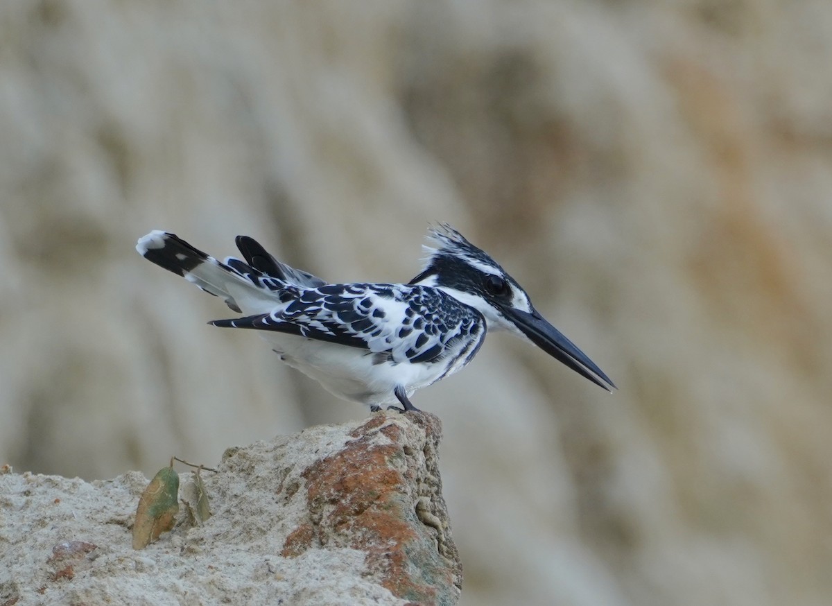 Pied Kingfisher - Annette Teng