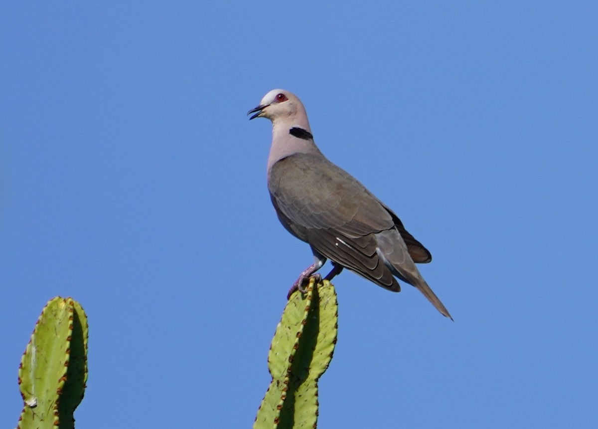 Red-eyed Dove - ML169954801