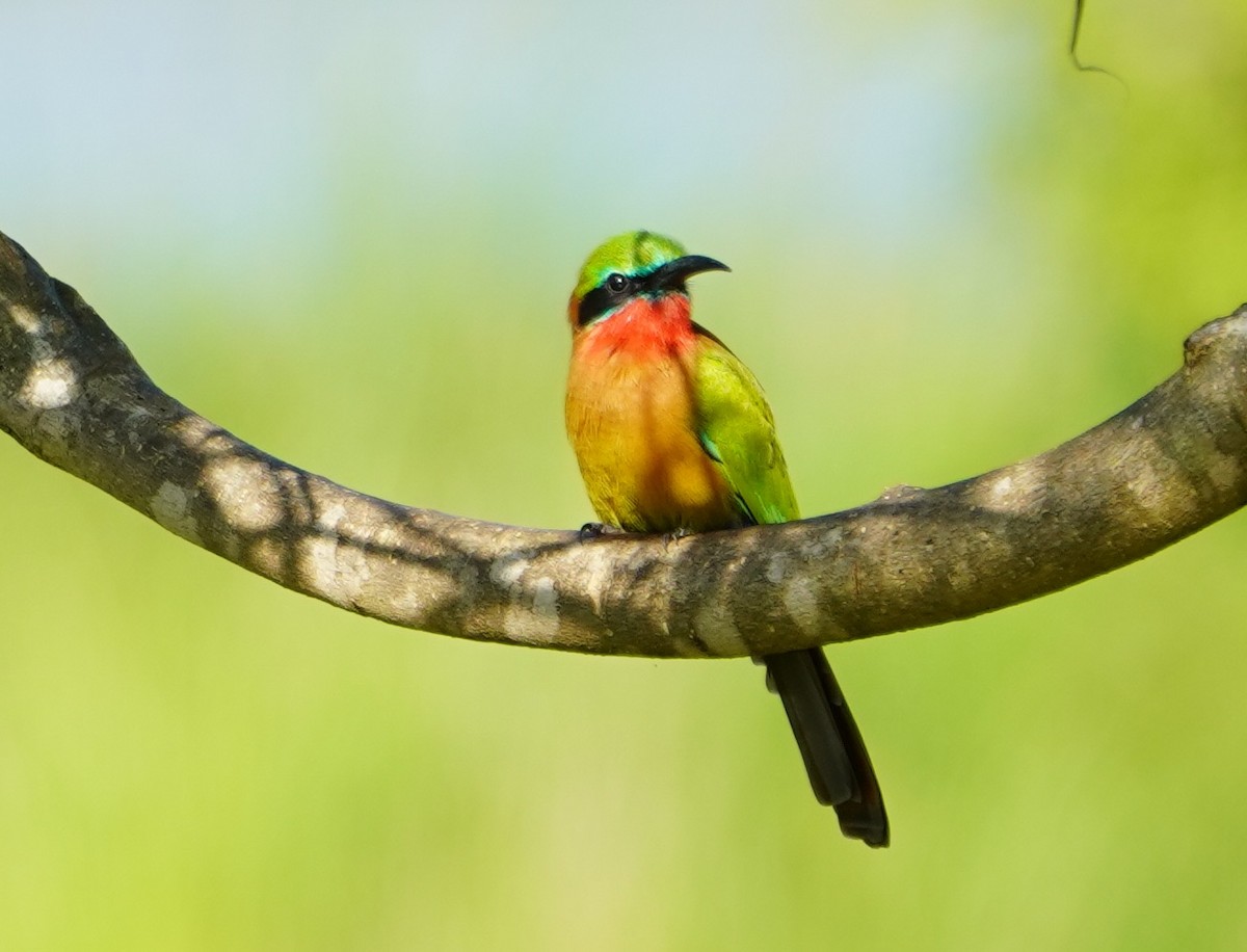 Red-throated Bee-eater - ML169954821