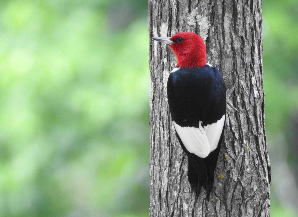 Red-headed Woodpecker - Heath Harlan