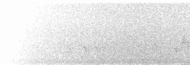 白腹海鵰 - ML169959011