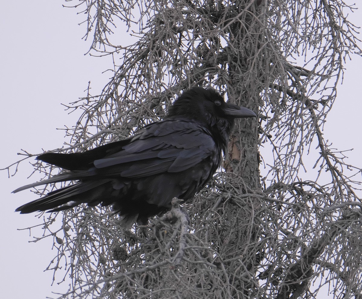 Common Raven - David Chang