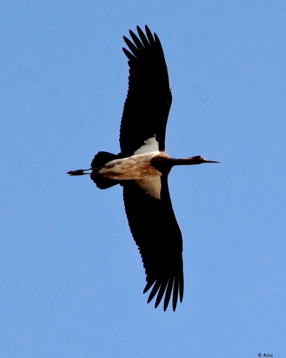 Black Stork - ML169964601