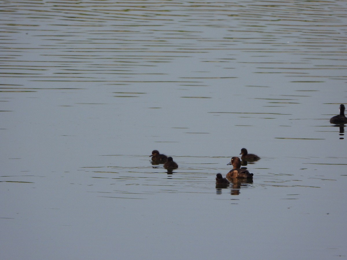 Tufted Duck - ML169964611