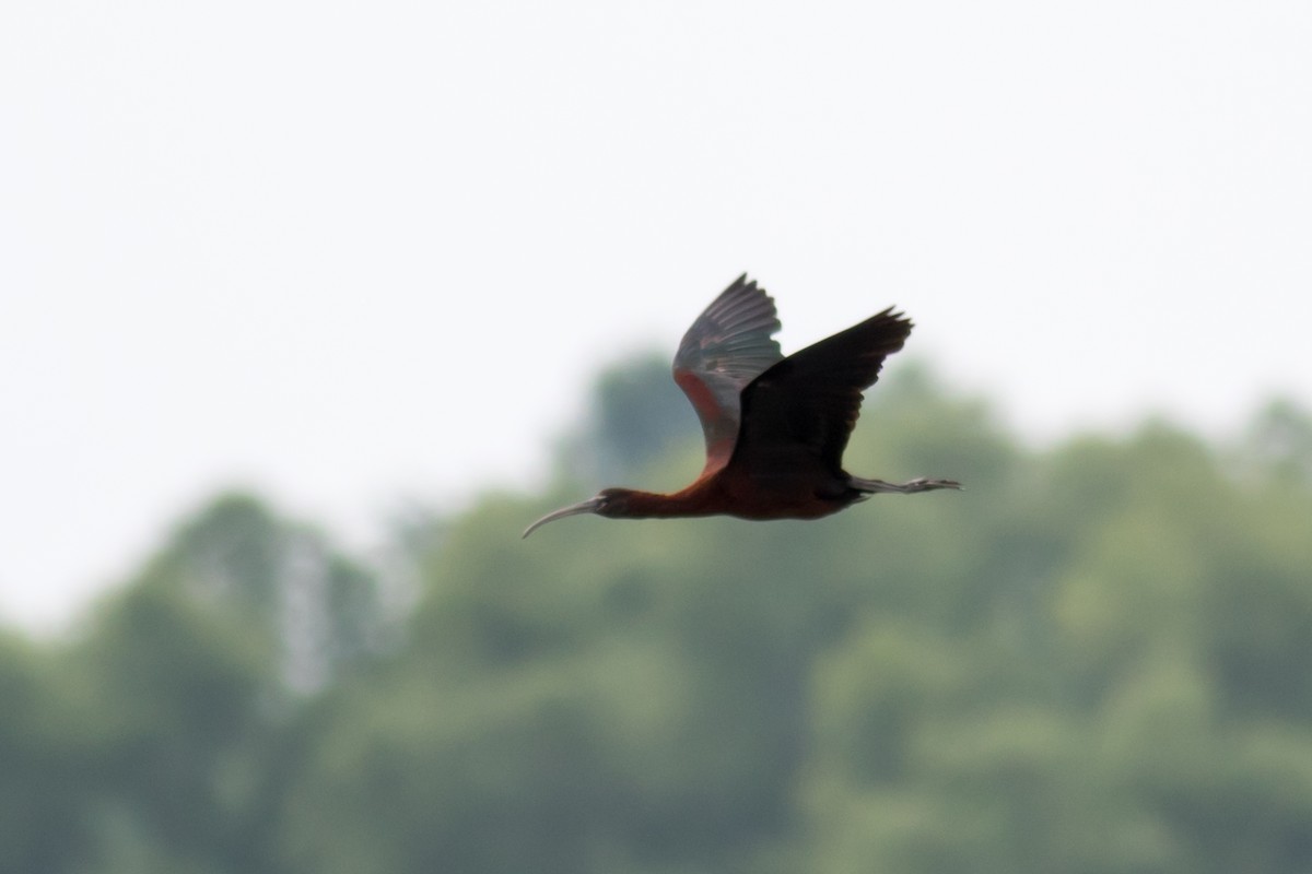 ibis hnědý - ML169965801