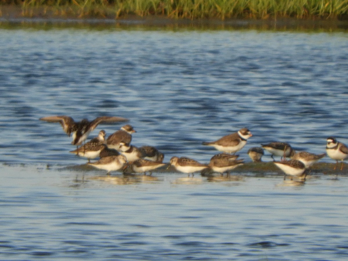 Semipalmated Plover - ML169972631