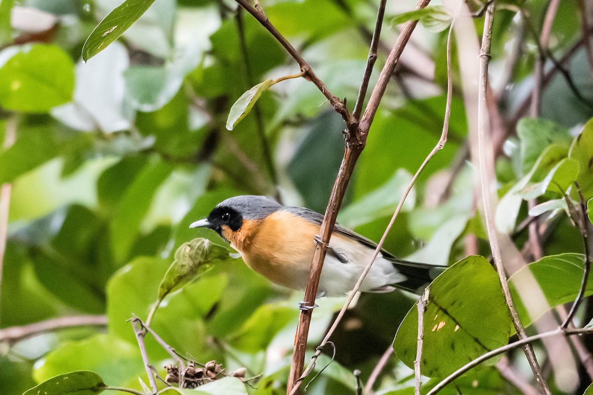 Spectacled Monarch (Spectacled) - ML169973561