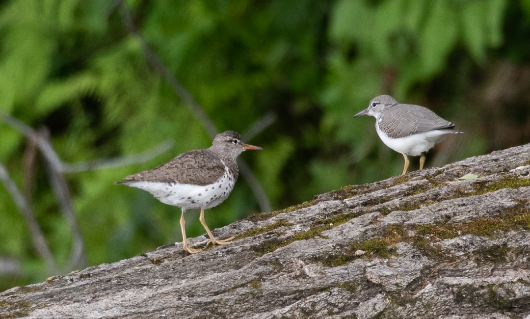 Spotted Sandpiper - Marianne Taylor