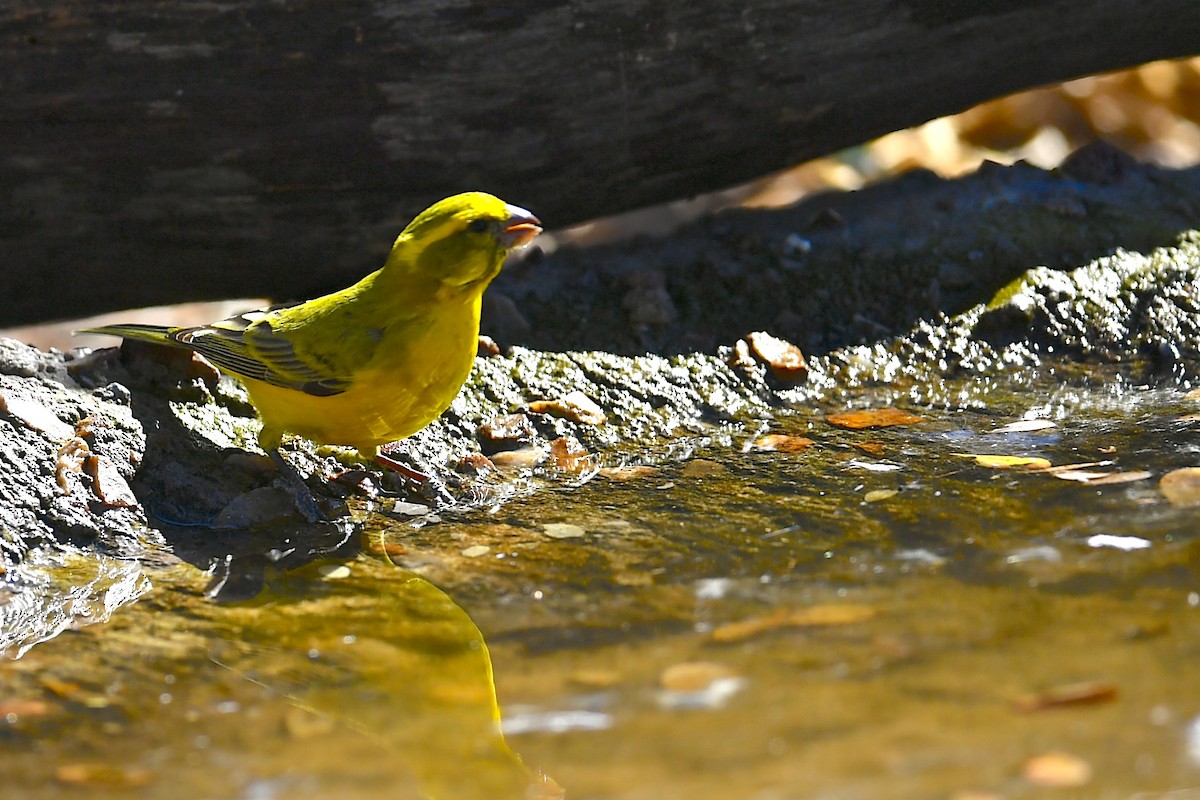 Yellow Canary - Gerald Friesen