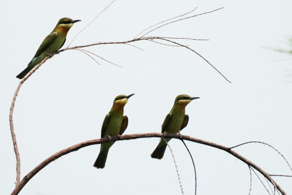Blue-tailed Bee-eater - Jhih-Wei (志偉) TSAI (蔡)