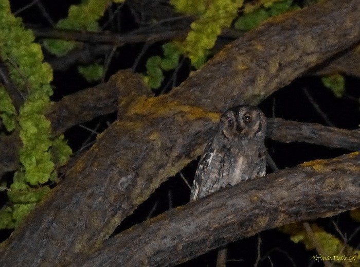 Eurasian Scops-Owl - Alfonso Rodrigo