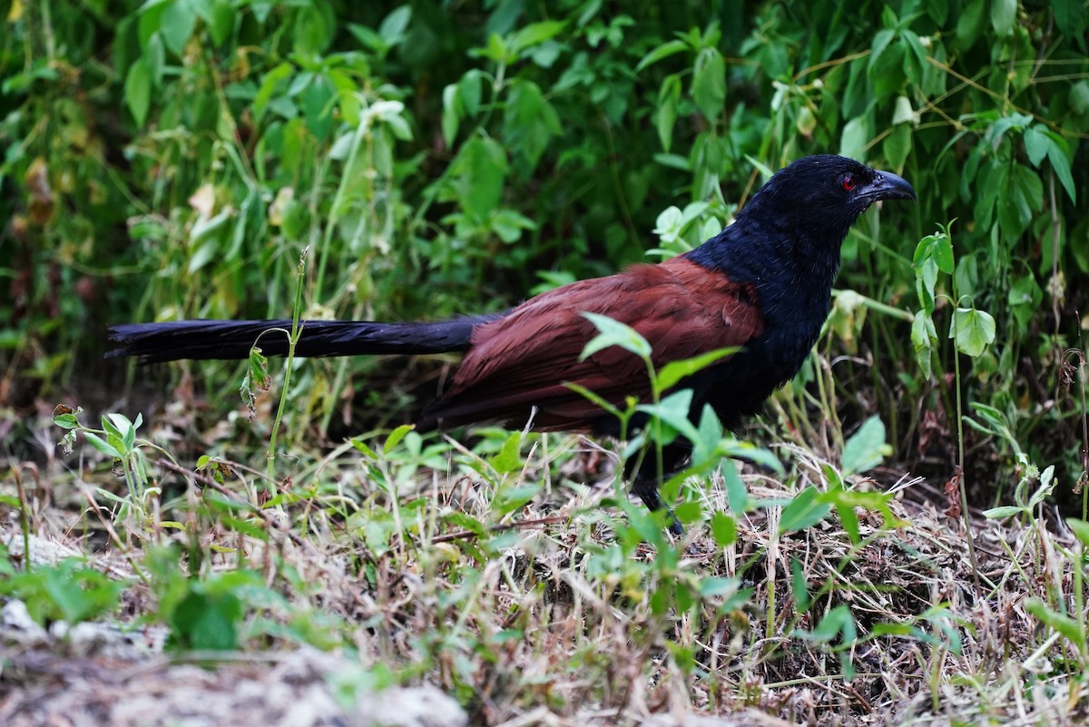 Greater Coucal (Greater) - Jhih-Wei (志偉) TSAI (蔡)