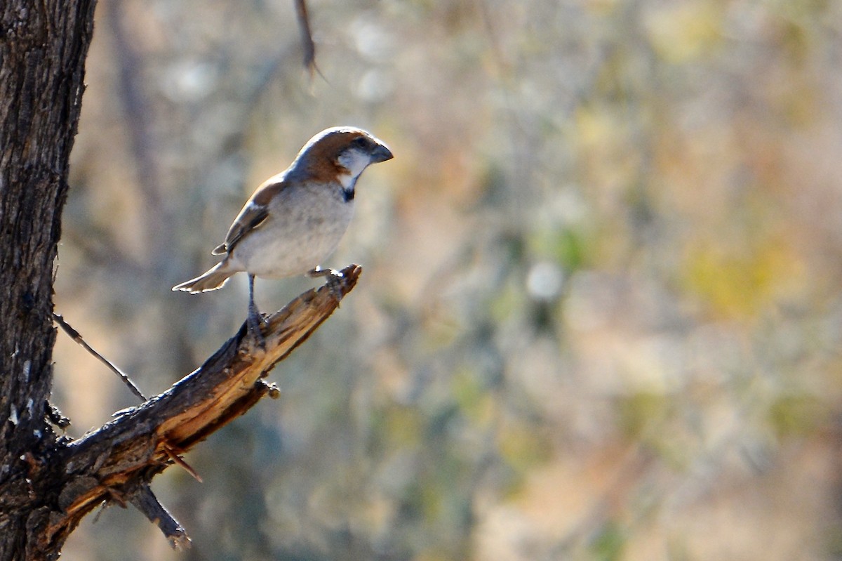 Great Rufous Sparrow - ML169983651