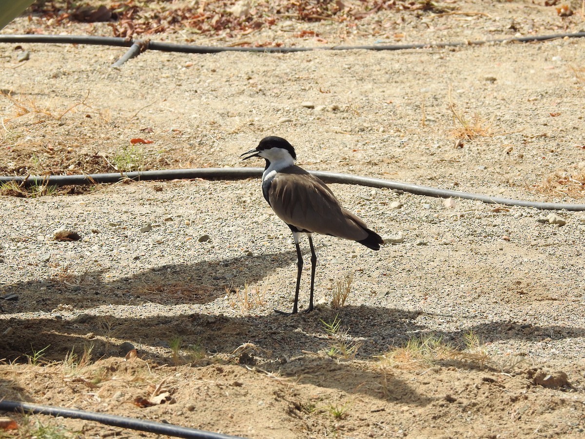 Spur-winged Lapwing - ML169984781