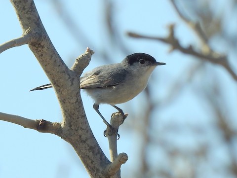 https://cdn.download.ams.birds.cornell.edu/api/v1/asset/169985171/480