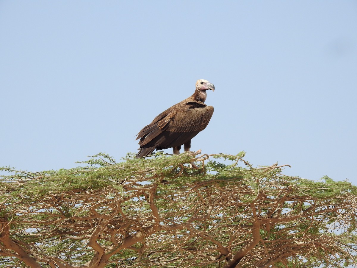 Lappet-faced Vulture - ML169985581