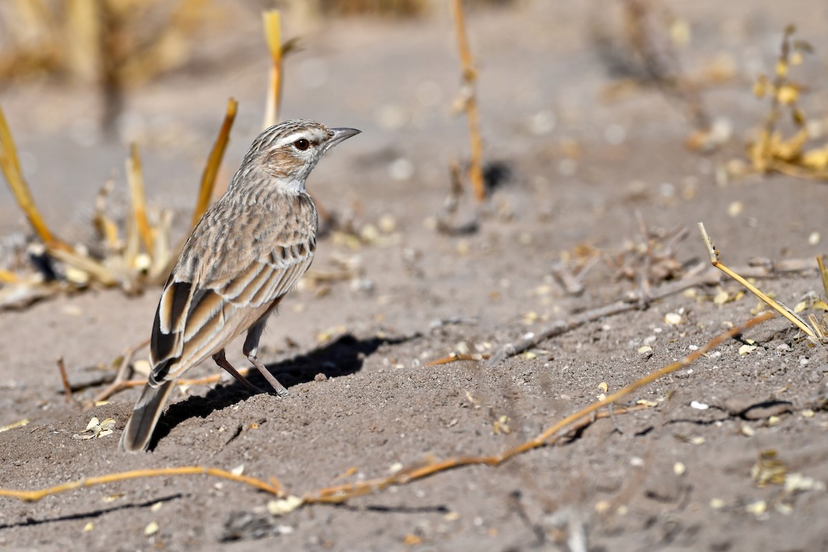 Fawn-colored Lark (Fawn-colored) - ML169986561