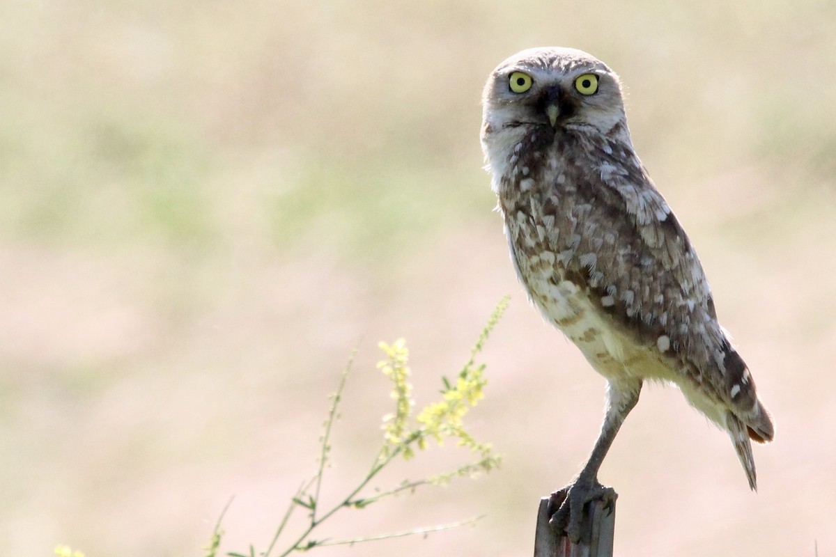 Burrowing Owl - Peter Binstock