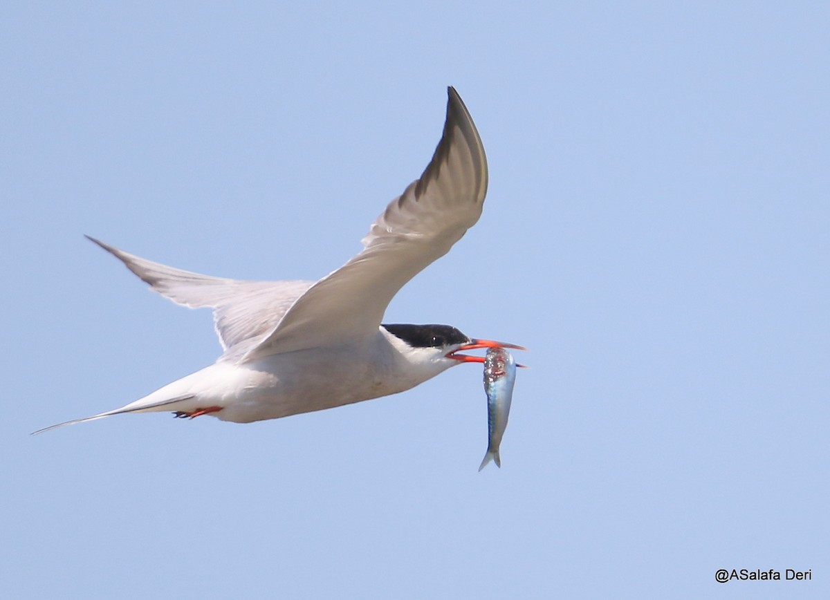 Common Tern - ML169994101