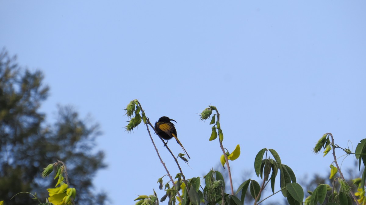 Golden-winged Sunbird - Mwangi Gitau.