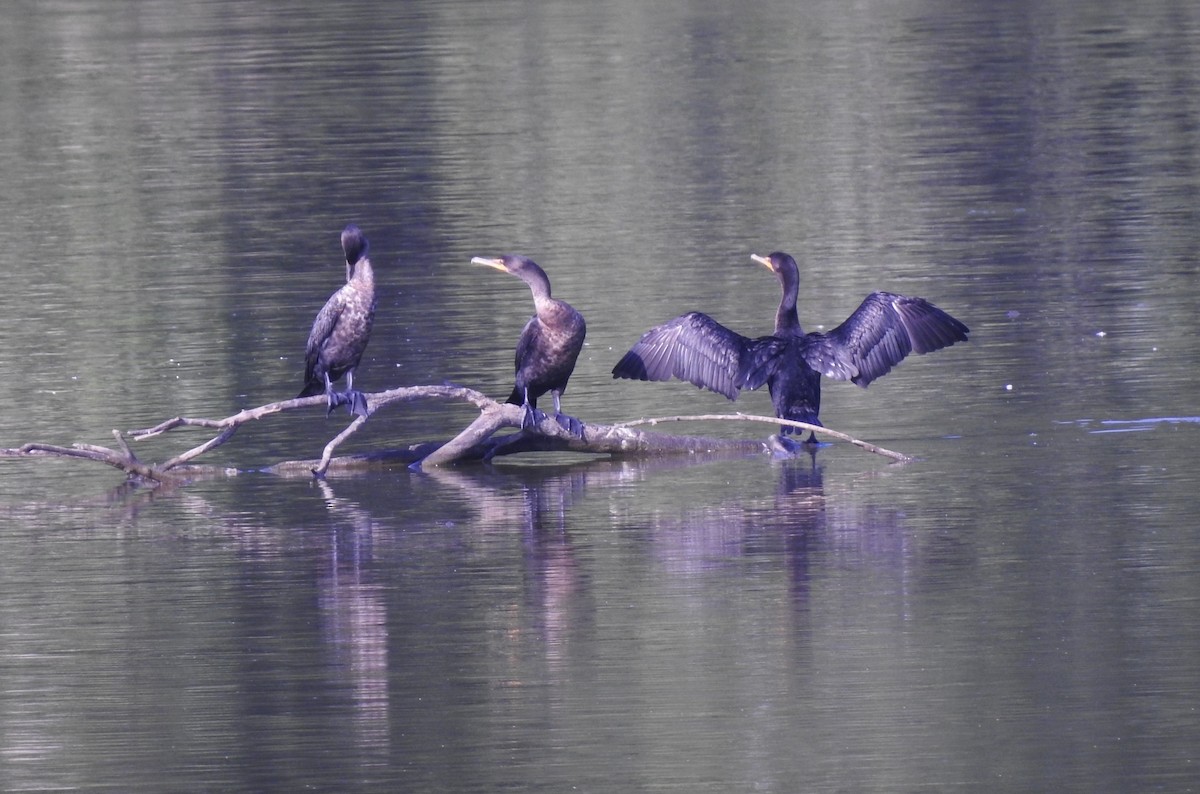 Double-crested Cormorant - Mary Forrestal
