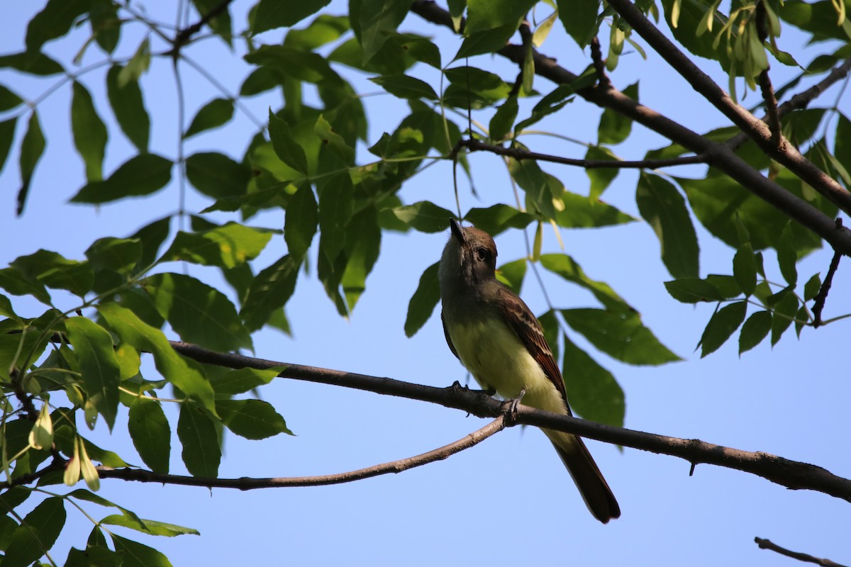 Great Crested Flycatcher - ML169996491