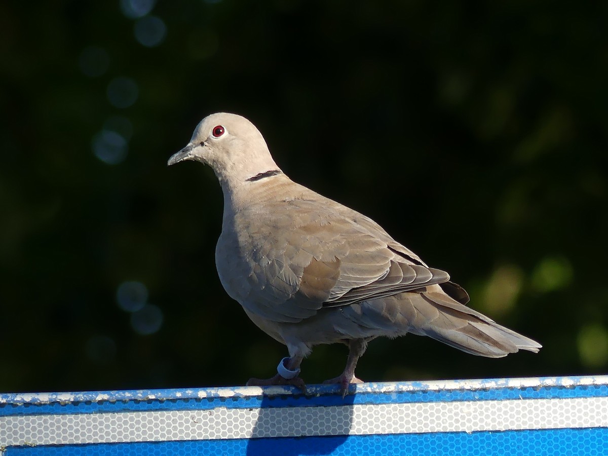 Eurasian Collared-Dove - Michael Pohler
