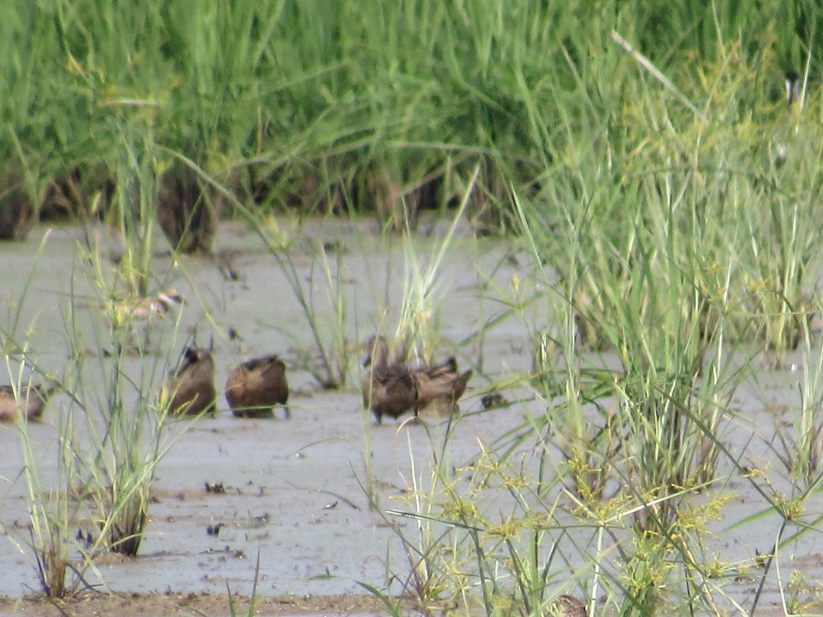 Blue-winged Teal - ML170006891