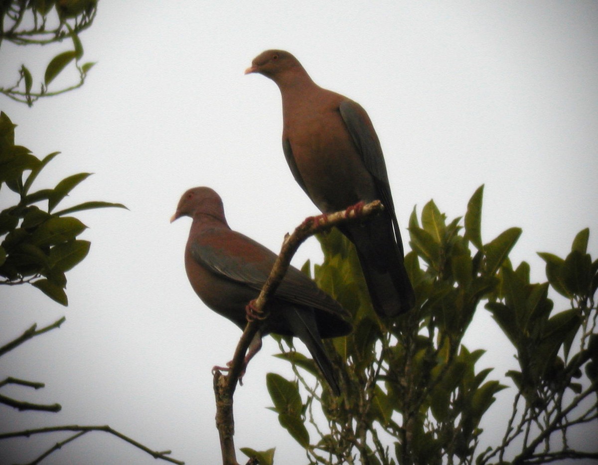 Red-billed Pigeon - Anthony Collerton