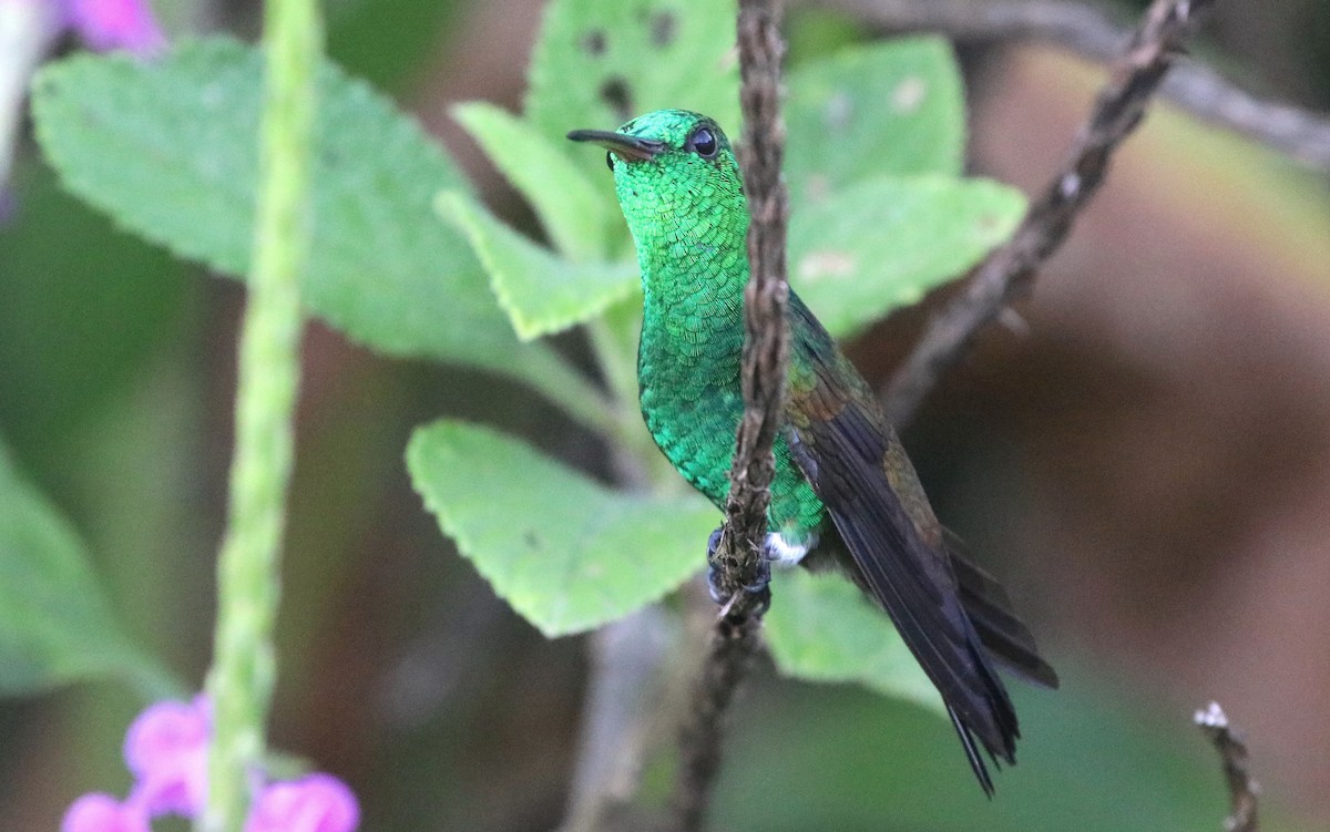 Copper-rumped Hummingbird - Jason Fidorra