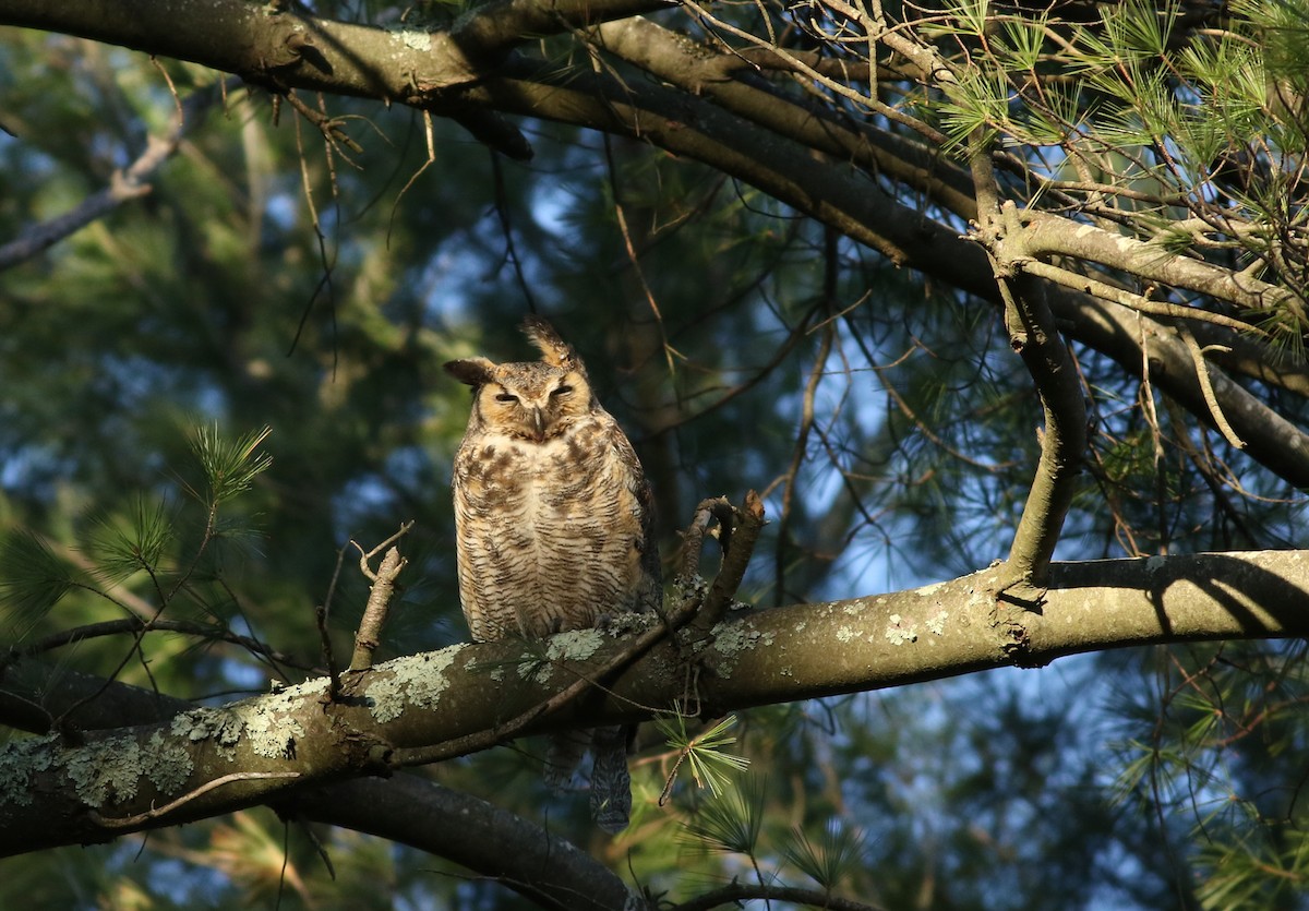 Great Horned Owl - Matthew Eckerson