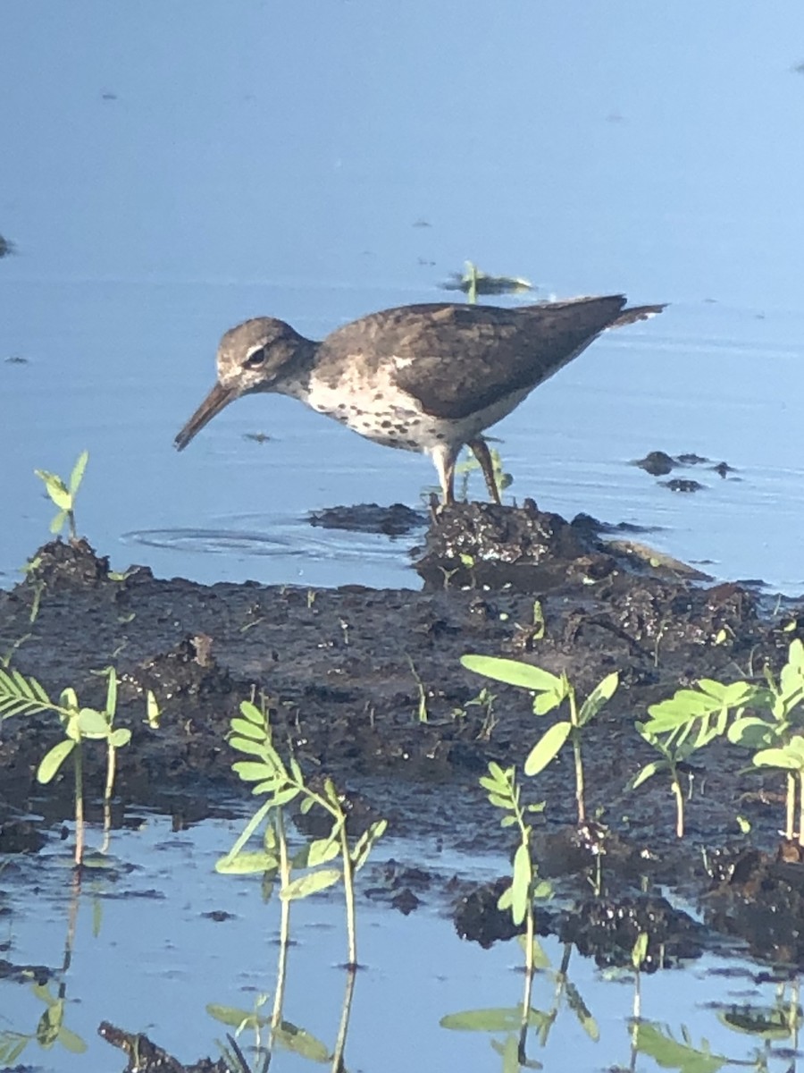 Spotted Sandpiper - Soule Mary