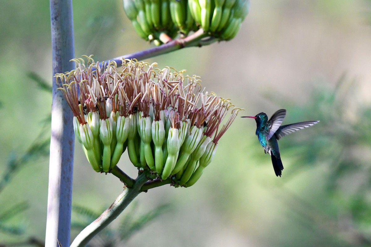 Broad-billed Hummingbird - Chas Argent