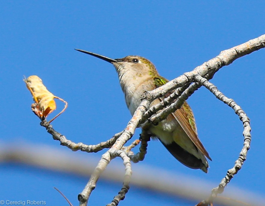 Black-chinned Hummingbird - Ceredig  Roberts