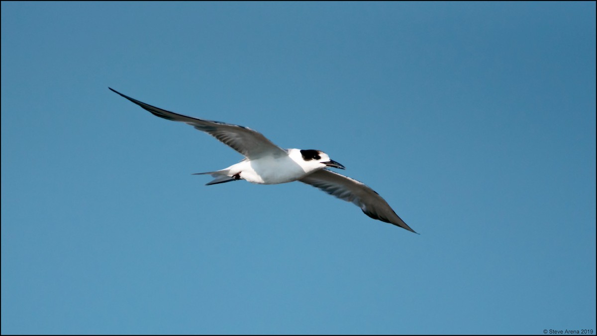 Common Tern - ML170026601