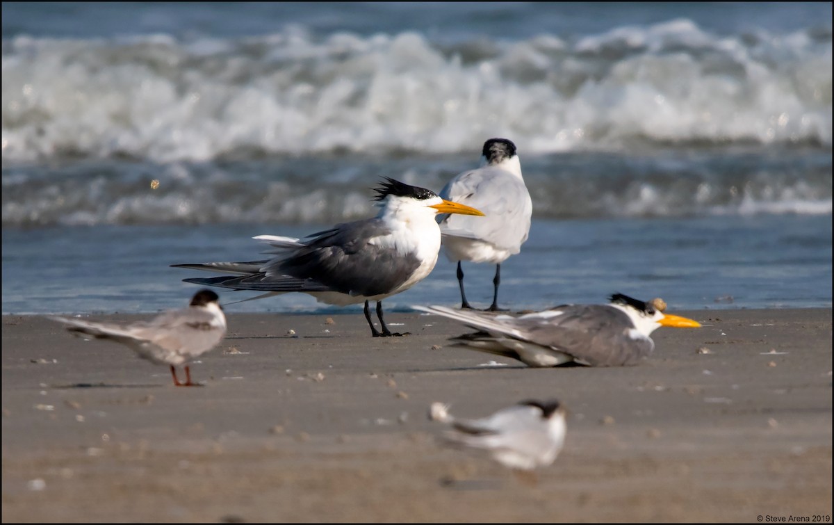 Great Crested Tern - ML170026691