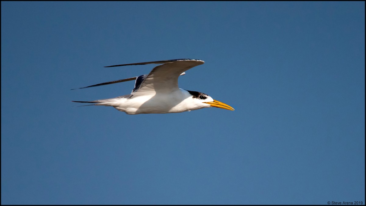 Great Crested Tern - ML170026701